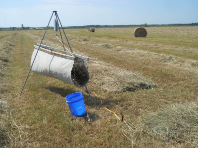 Yield check on Rudyard hay field. All photos by Jim Isleib, MSU Extension