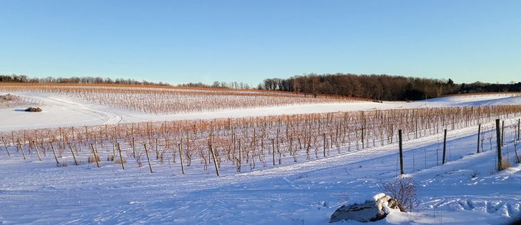 A snow covered grape vineyard.