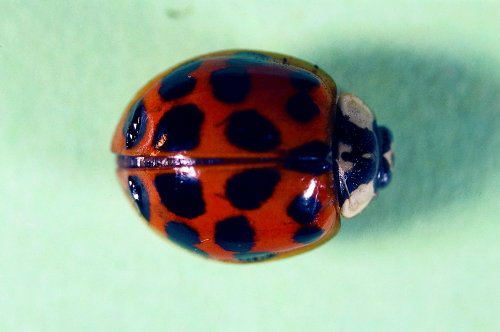 Multi-colored Asian lady beetles have an orange tint that varies from dark to faint. May have zero to 20 spots. 