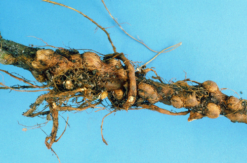 Nodules form on the woody parts of trees and roots.