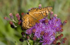 Butterfly on a Missouri ironweed
