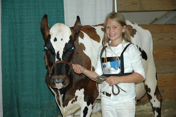 Leasing a dairy animal makes the 4-H dairy project accessible to an entirely new group of youth! Photo credit: ANR Communications | MSU Extension