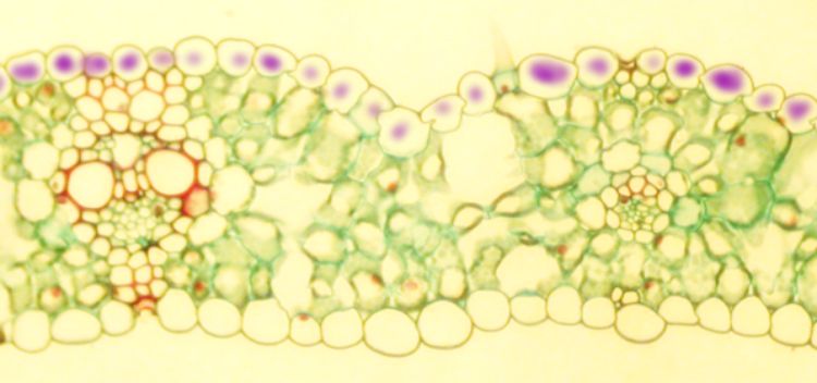 Cross section of wheat leaf showing accumulation of purple pigments in the epidermis. This can happen when the soil is cold and normal phosphorus uptake by the plant is reduced. Photo by Y. Villaincourt, University of Massachusetts, Boston.