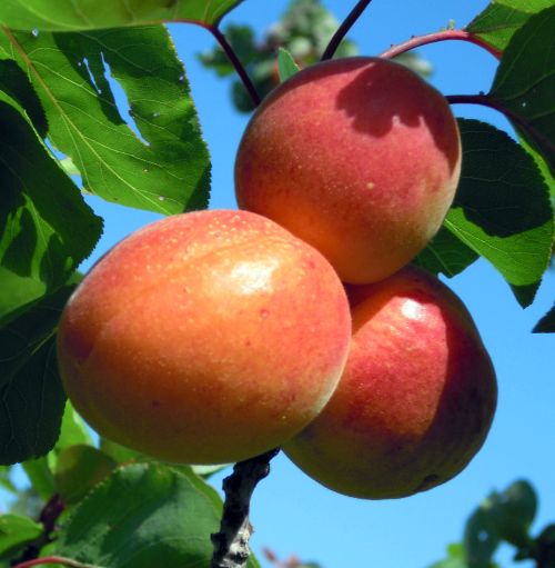 These three ripe apricots indicate that harvest is well underway. Photo credit: Mark Longstroth, MSU Extension