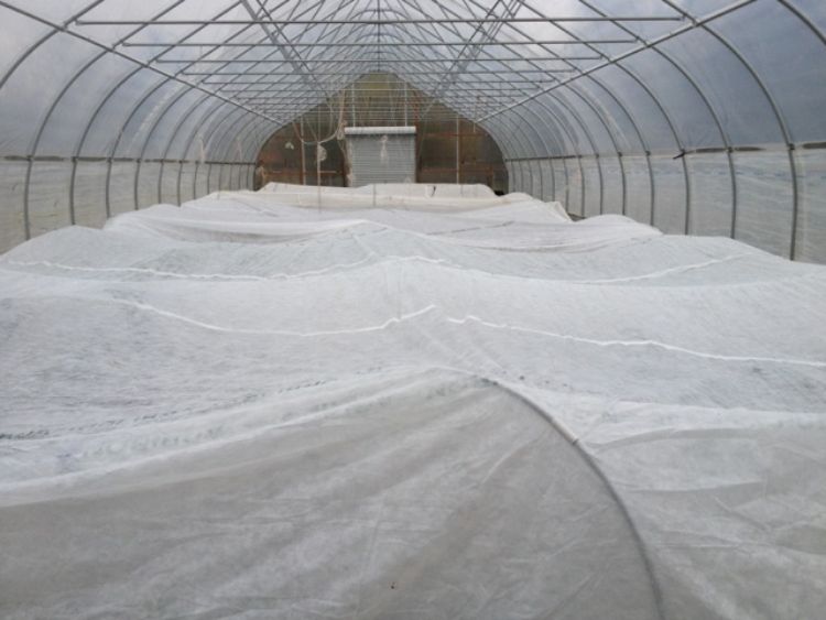 Hoop-house and row cover. Photo credit: Terry McLean l MSU Extension