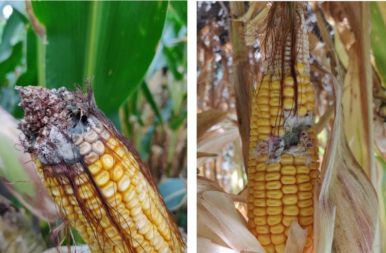 Ear rot damage in silage corn.