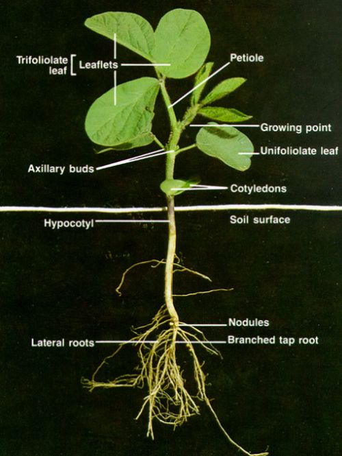 Diagram of a soybean plant.