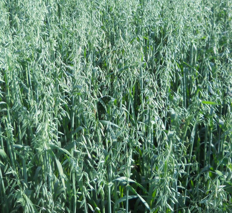 Oats seeded at 32 pounds per acre. Photo taken July 10, 2018.