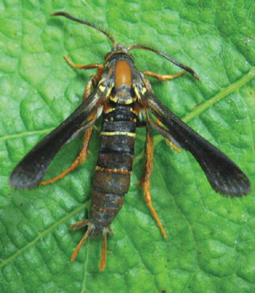 Adult root borer moths mimic wasps for protection.