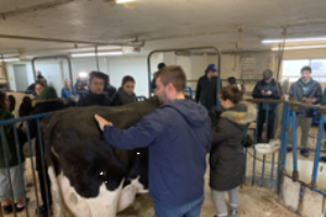 Petting cows and calves at the DCTRC