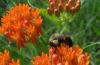 Bee on a butterfly weed.