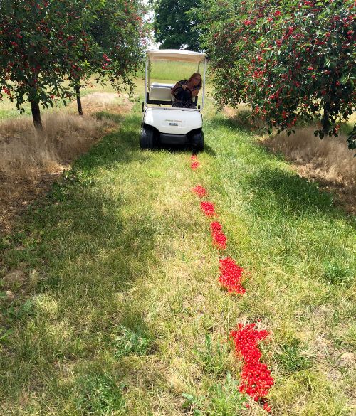 Photo 1. Piles of fruit placed in the orchard row and then driven over by a golf cart.