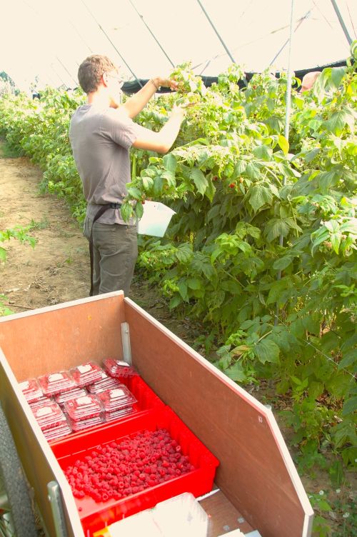 Raspberries being harvested. Harvesting early and often—along with using effective insecticides—can help minimize fruit infestation by SWD in raspberry plantings. Photo by Rufus Isaacs, MSU Entomology.