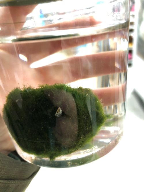 hand holding glass with moss ball inside. Moss ball contains one zebra mussel on it.