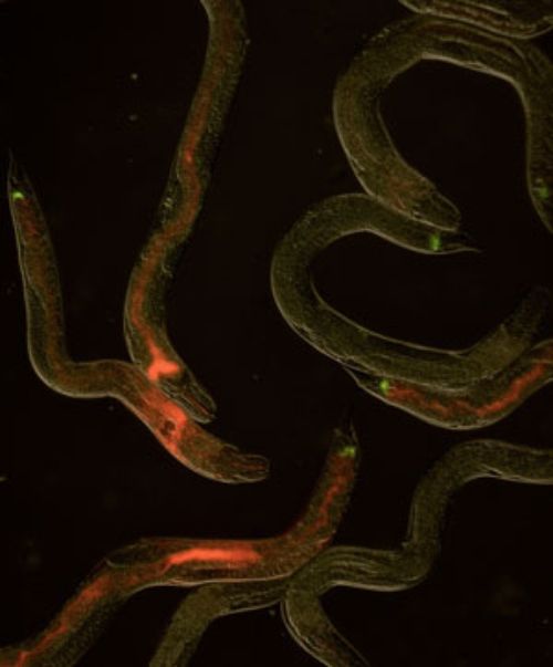 Todd Ciche discovered how bacteria in nematodes can switch from beneficial to deadly.