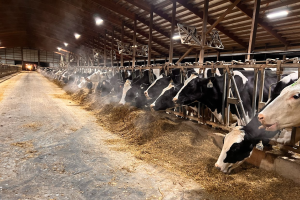 From chillin’ to chilly – Natural ventilation during the winter months for dairy barns