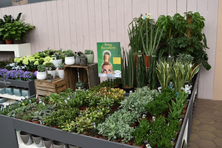 A wide variety of indoor plants to choose from in a local retailer
