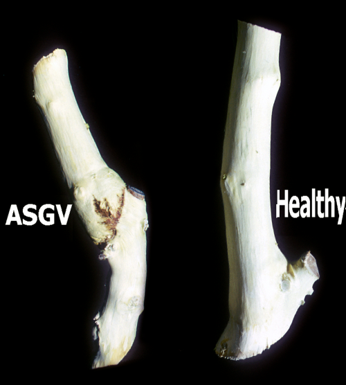  Apple stem grooving virus: Union necrosis and swelling above the graft union. 