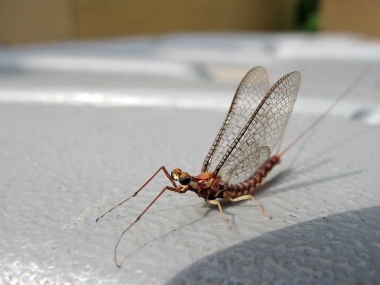 A single adult mayfly is shown.
