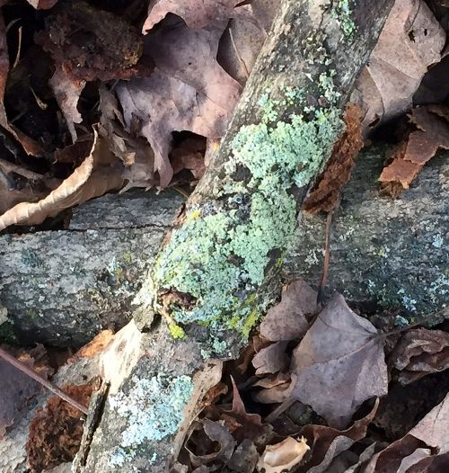 Lichens growing on a fallen maple branch. All photos by Diane Brown, MSU Extension.