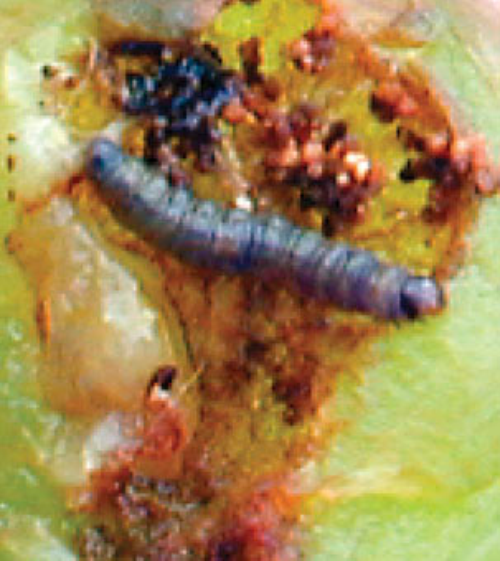  Mature larva. 