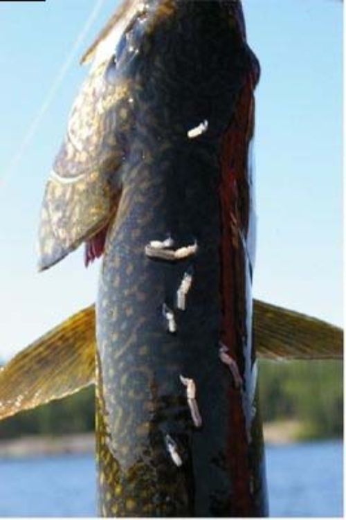Parasitic copepods on a lake trout. Photo: Ontario Fisheries Resource Centre
