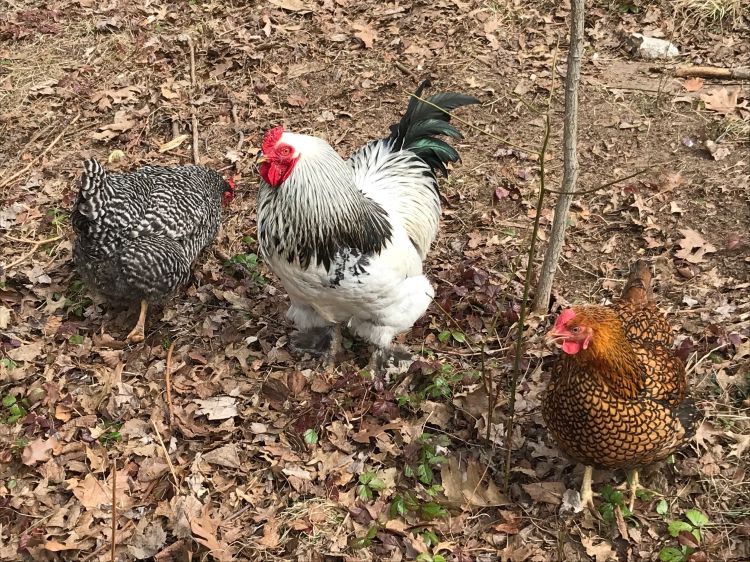 chickens in an outdoor setting