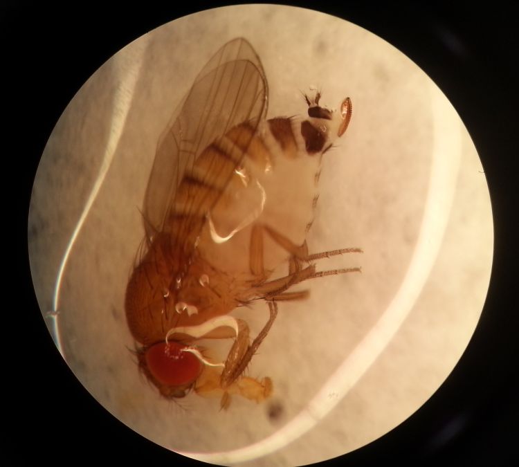 Female SWD seen through a microscope with characteristic ovipositor visible at the tail end. Females outnumber males caught in traps 2 to 1. It's critical to look for female SWD in cup traps to make management decisions. Photo by Danielle Kirkpatrick, MSU.