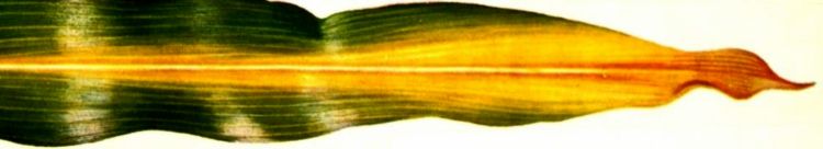 Photo 1. Typical N deficiency symptoms in corn.