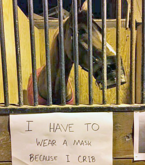Shoc reluctantly displays a sign about his cribbing habit on the front of his stall. Image courtesy of Sophie Lourenco.