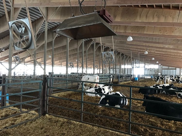 cows laying in a pen in a barn