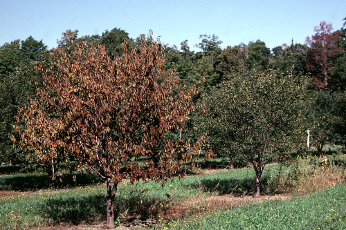  Infected trees often have a normal bloom, but tree shows a general decline and eventually dies. 