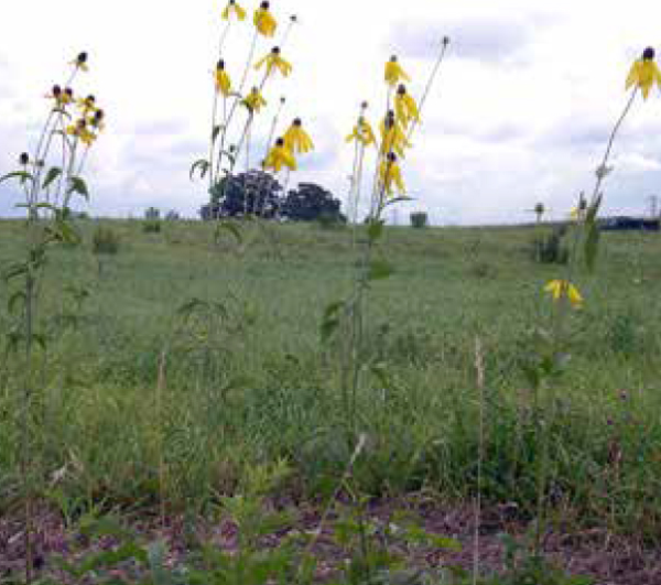 Pinnate prairie coneflower/Yellow coneflower