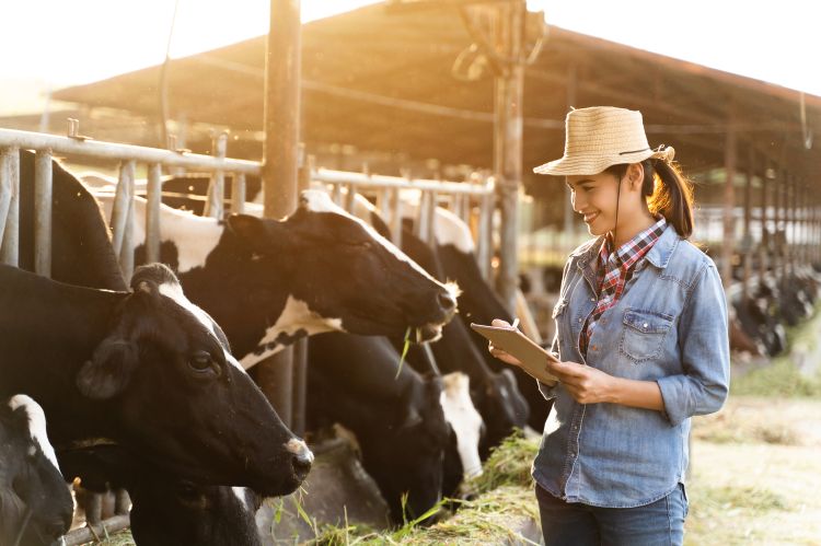 A woman holding a clipboard observing dairy cows.