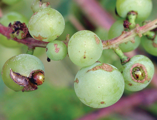 Thrips damage to grapes.