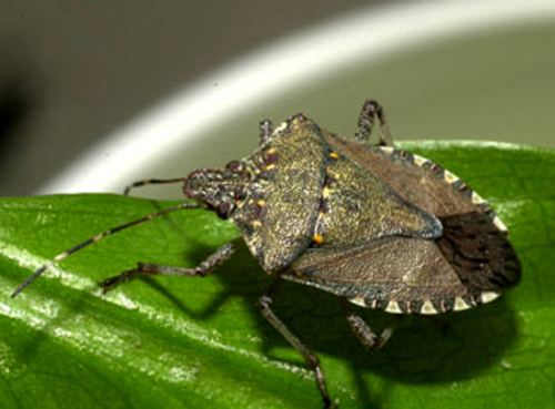  Brown marmorated stink bug adult. 