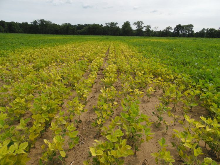Manganese deficiency in a soybean field with coarse-textured soil. All photos by Mike Staton, MSU Extension.