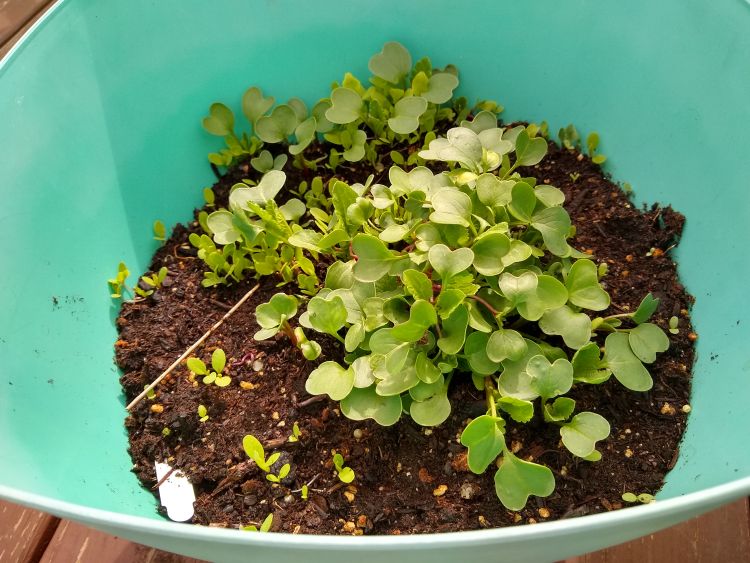 A container with a whole seed packet of germinated radishes and lettuce