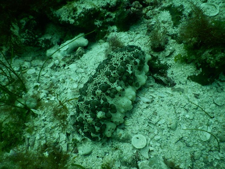 A sea cucumber on the Ocean floor in Mexico