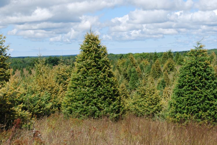Photo 1. A field of Douglas fir “yellowed” from Douglas fir needle midge. Photo by Jill O’Donnell, MSU Extension