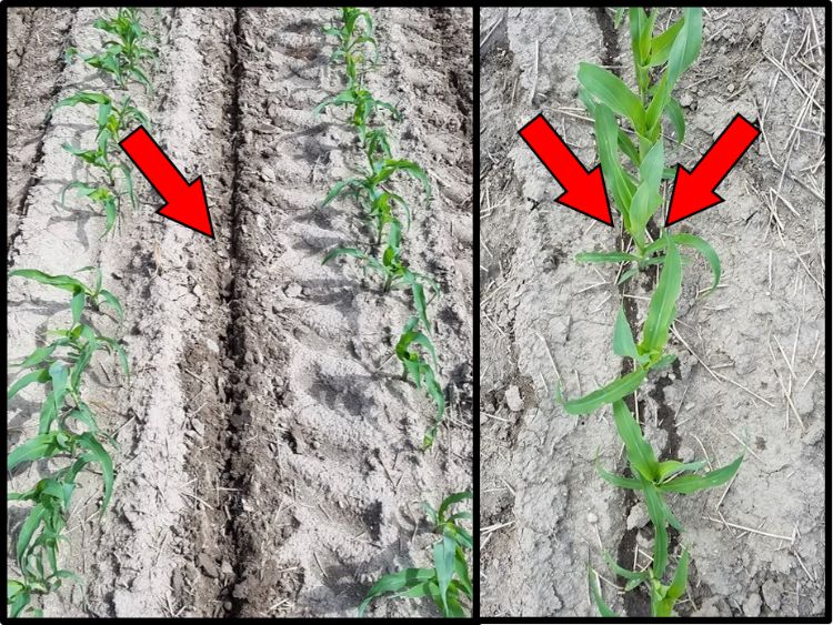 Figure 1. Coulter-inject (left) compared to Y-drop (right) N sidedress application methods. Arrows indicate N placement. Coulter-inject placed N 4 inches deep directly in-between 30-inch corn rows while Y-drop placed N on soil surface near growing plant.