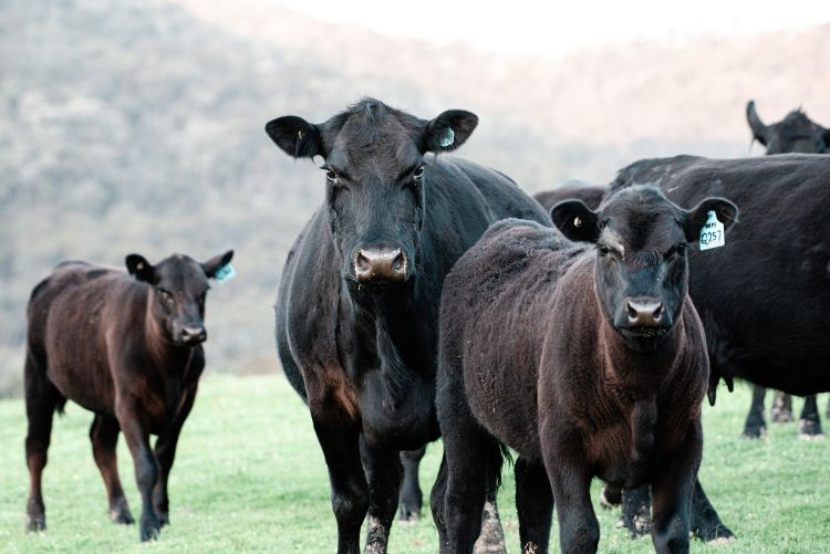 black angus cows in a pasture