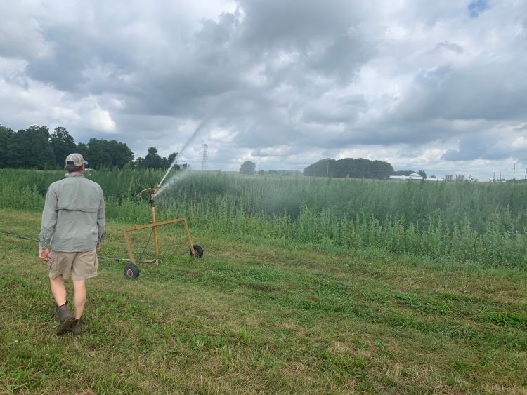 MSU Research Technician, Chris Robbins oversees an irrigation application to industrial hemp plots on the MSU South Campus Research Farm.