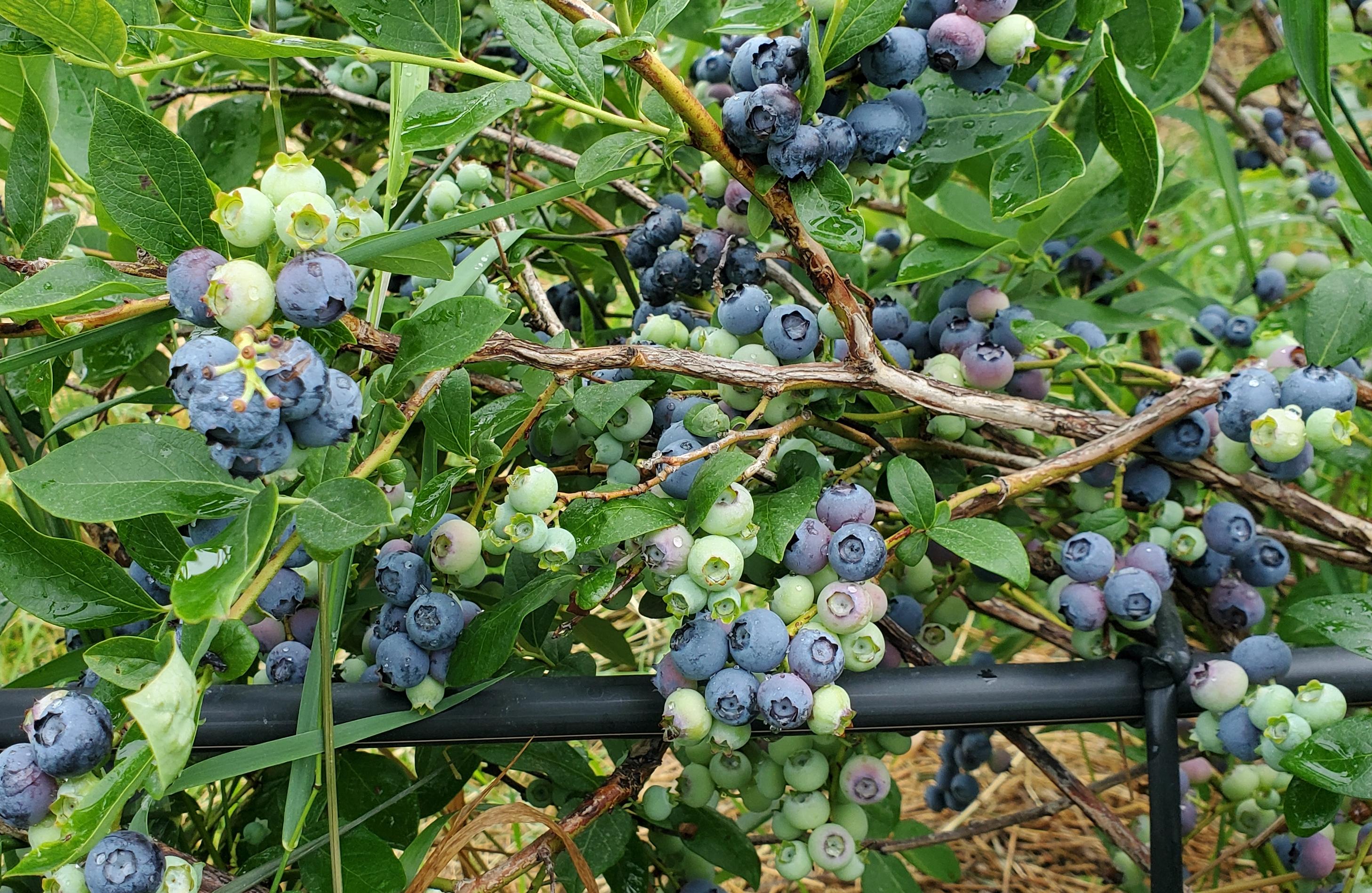 Blueberries on a bush.