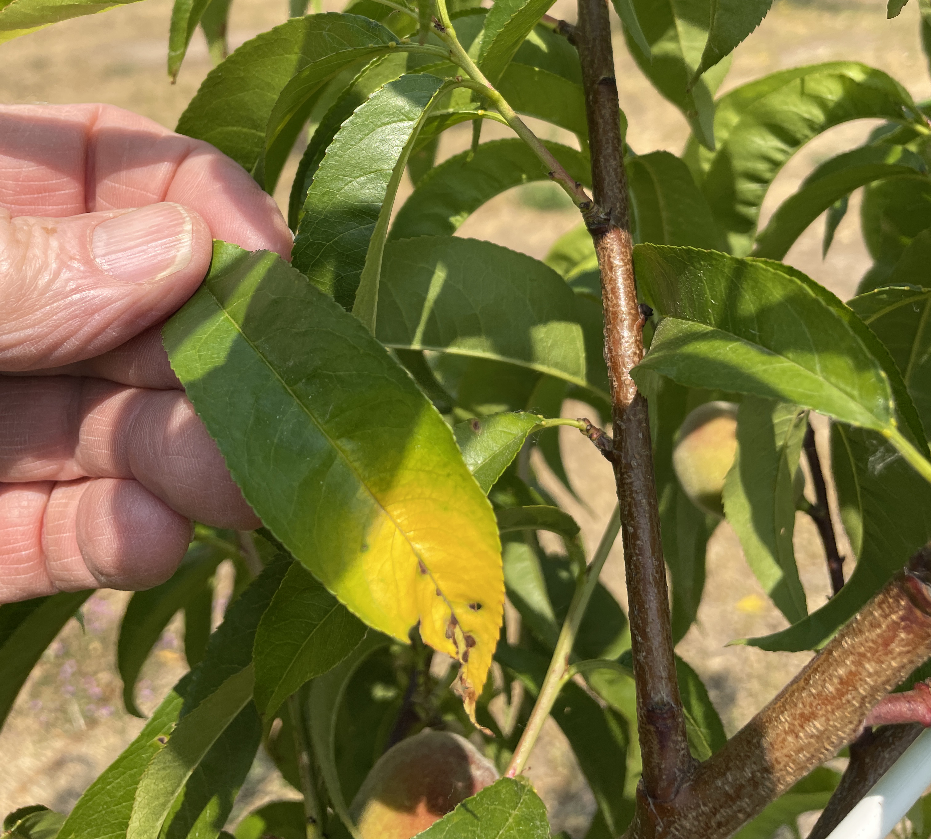 Yellow discoloration on peach leaf.