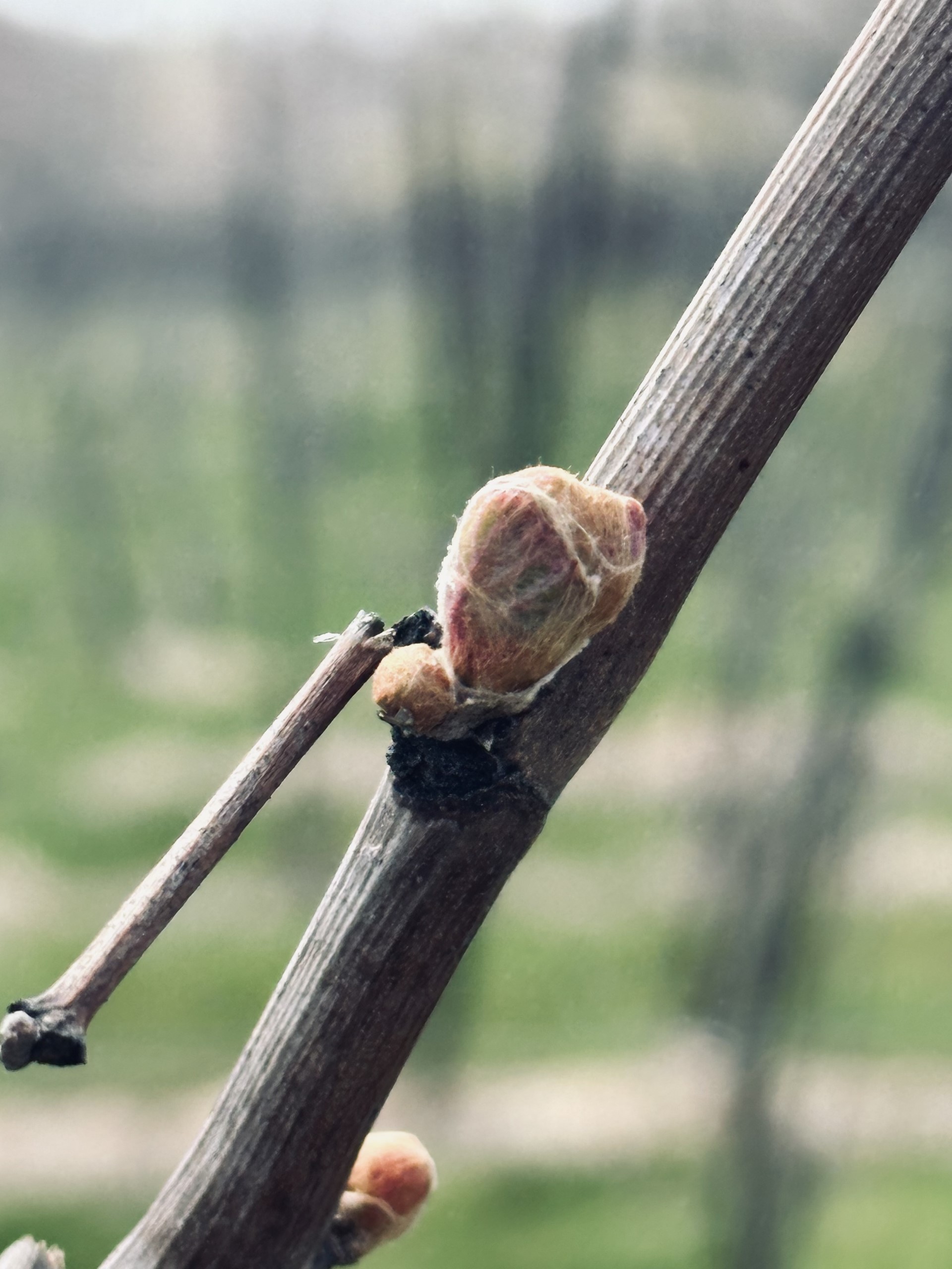 A grape bud and branch.