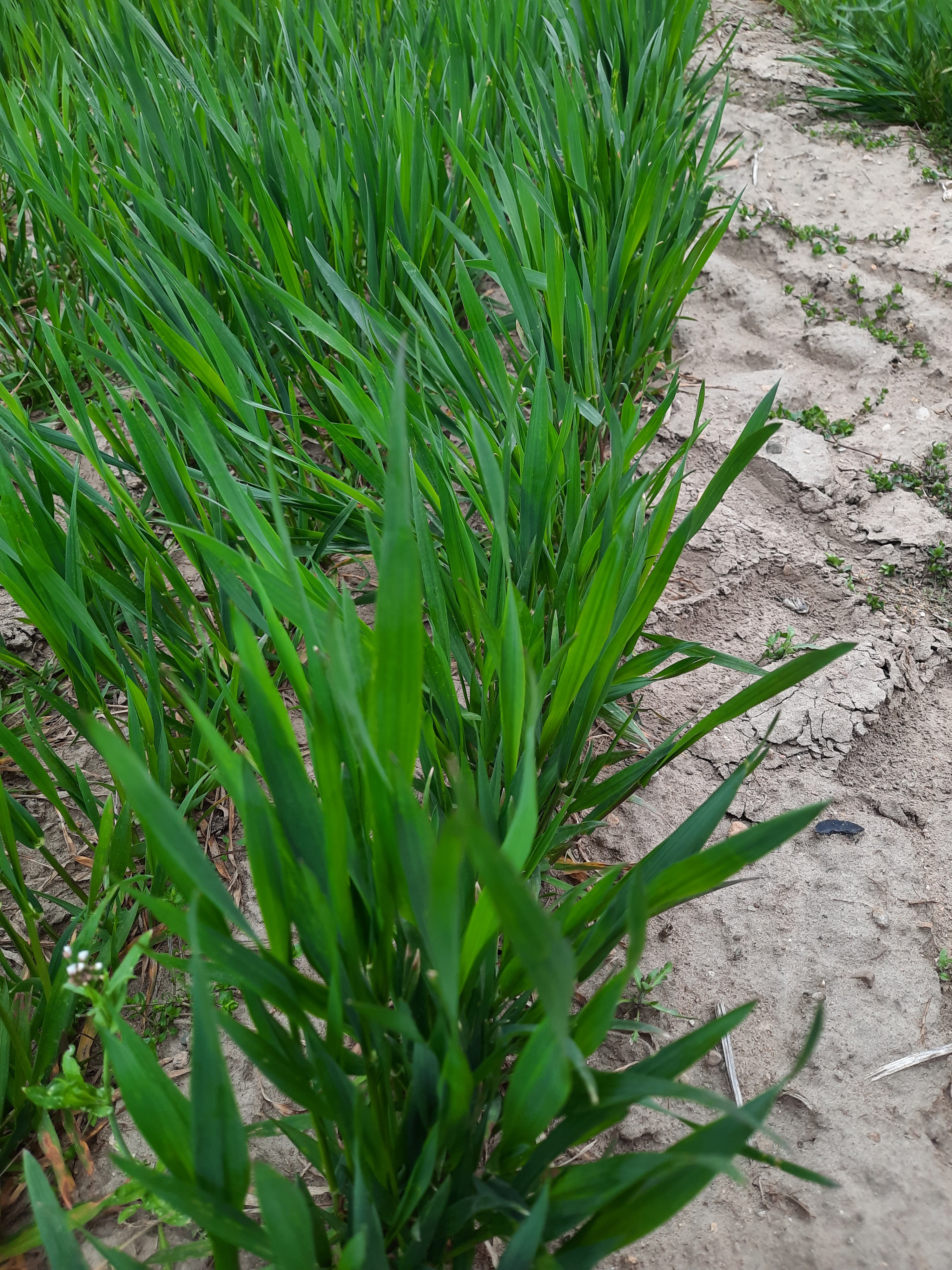Closeup of wheat growing.