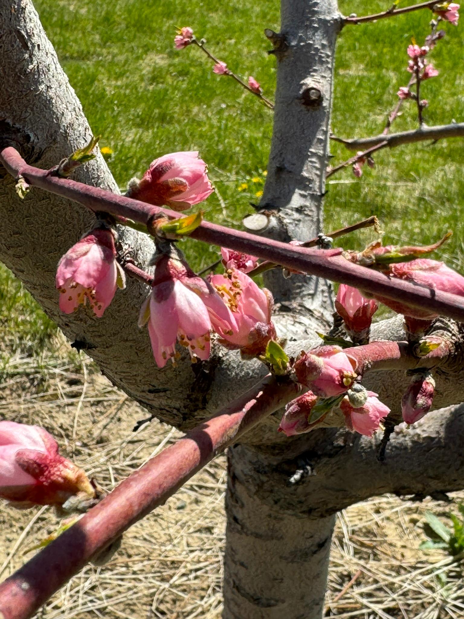 Peaches blooming.