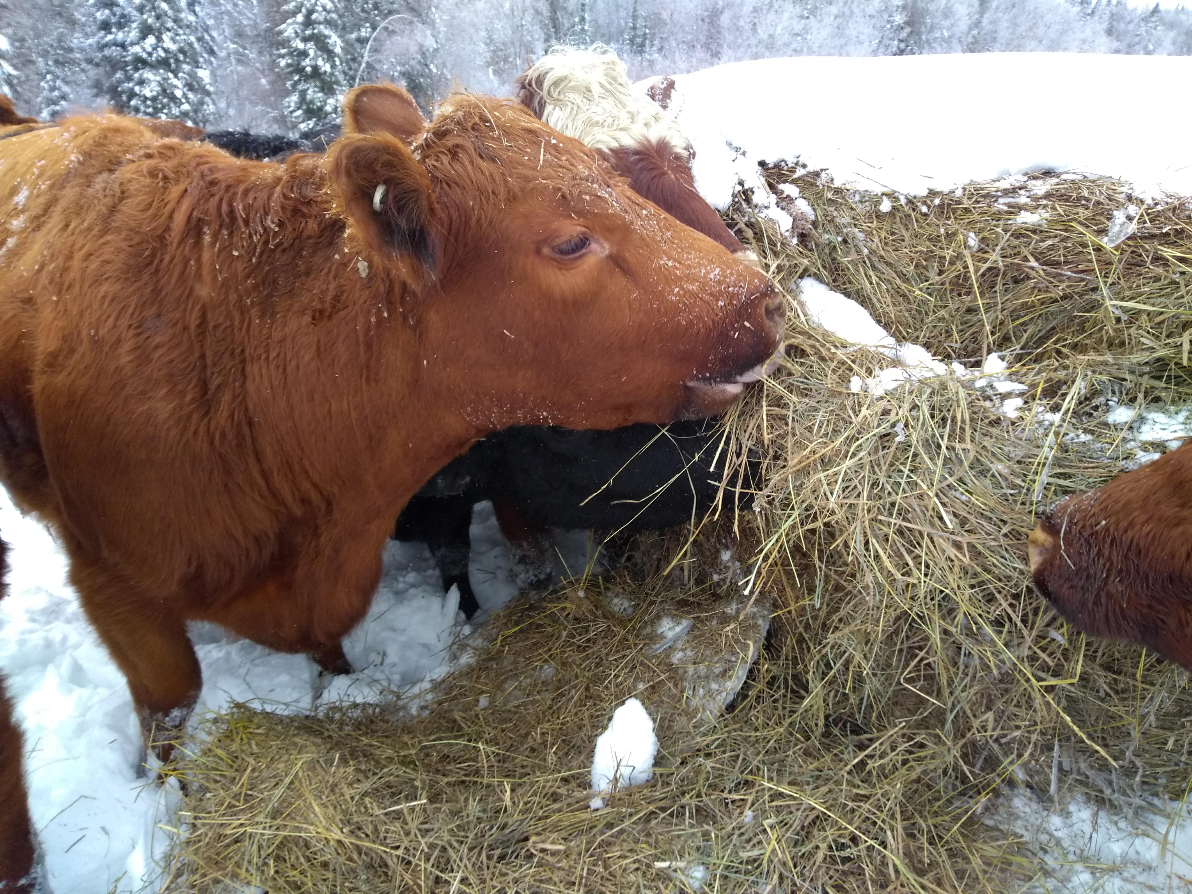 rust colored cow eating snow covered hay
