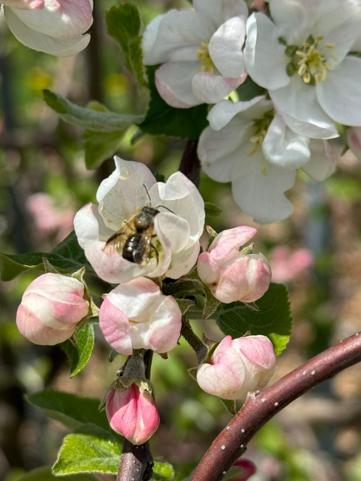 Bumble bee on apple blossom.
